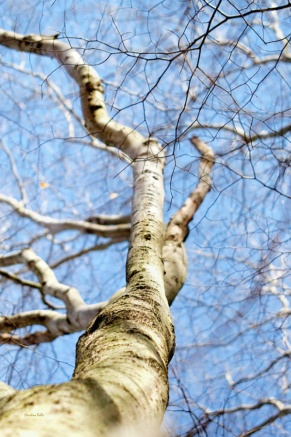 American Beech Tree Photograph by Christina Rollo