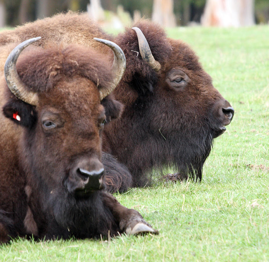 American Bison - Buffalo - 0011 Photograph by S and S Photo - Fine Art ...