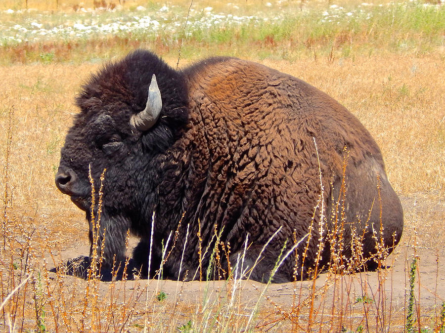 American Bison 2 Photograph by Dan Miller