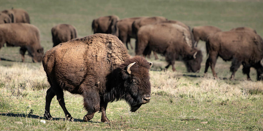 American Bison 5 Photograph by James Sage