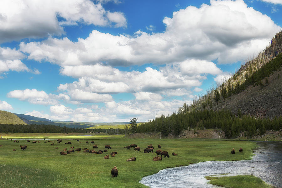 American Bison Along the Madison River Photograph by Tony Hake