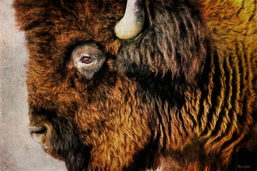 American Bison Photograph by Anna Louise