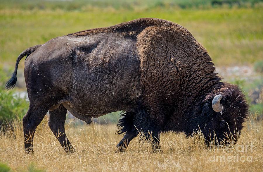 American Bison - Antelope Island - Utah Photograph by Gary Whitton
