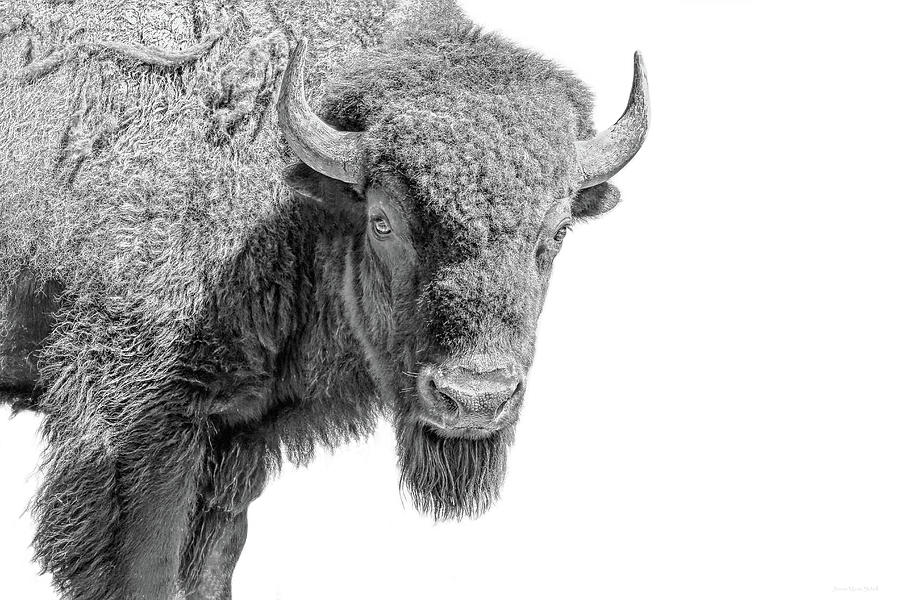 American Bison Black and White Photograph by Jennie Marie Schell