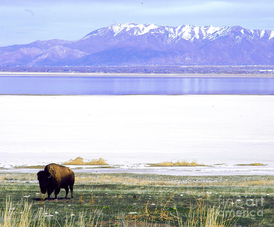 Buffalo Photograph - American Bison by Broken  Soldier