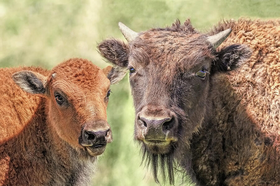 American Bison Calves Photograph by Jennie Marie Schell - Pixels