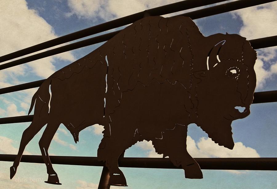 American Bison Silhouette Photograph by Chris Berry