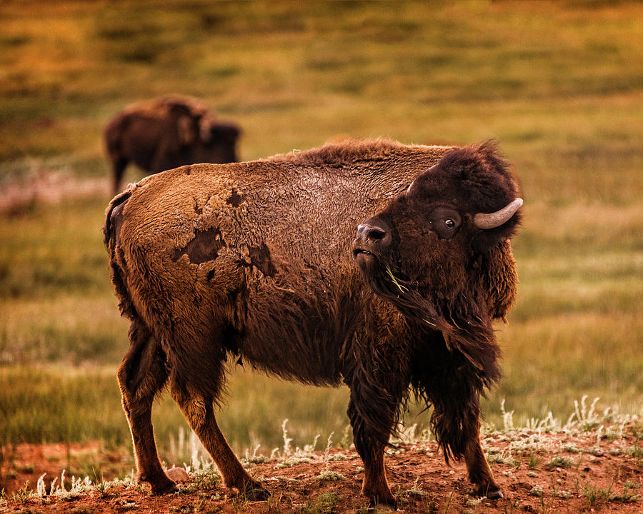 American Bison Photograph by Chris Bordeleau