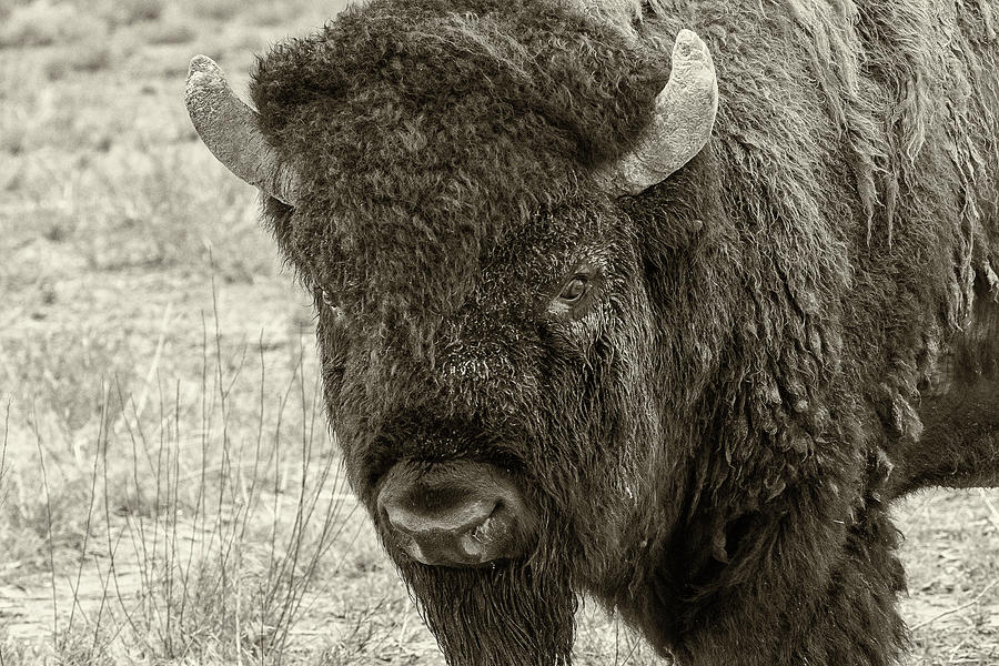 American Bison Closeup in Sepia Photograph by Tony Hake