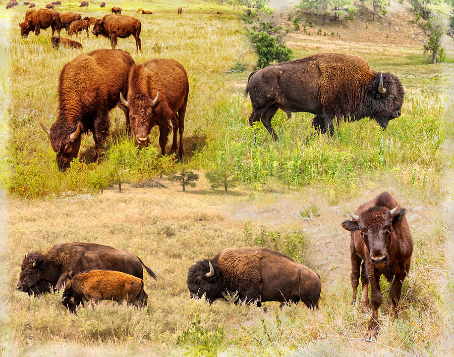 Bison Photograph - American Bison Collage by John M Bailey