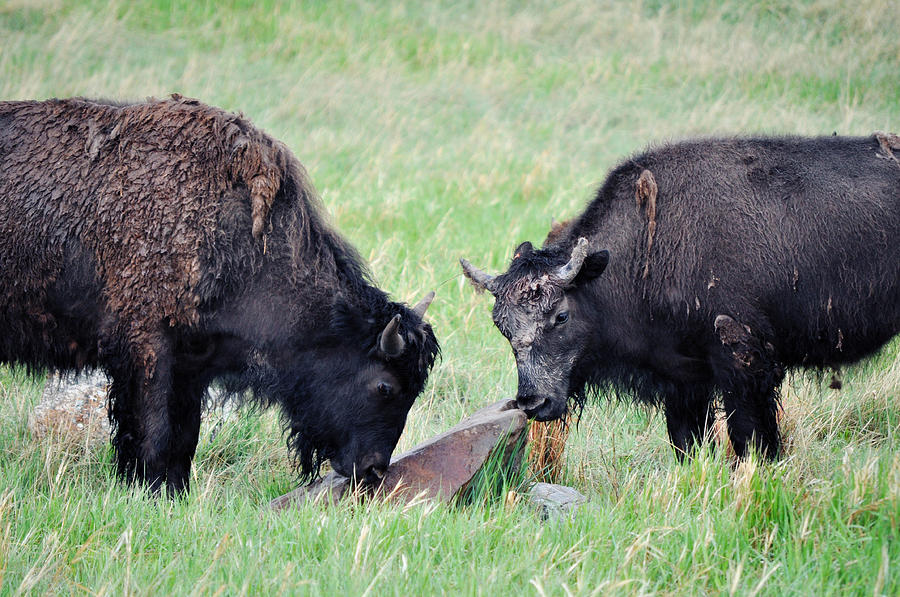 American Bison Custer State Park Landscape Photograph by Kyle Hanson