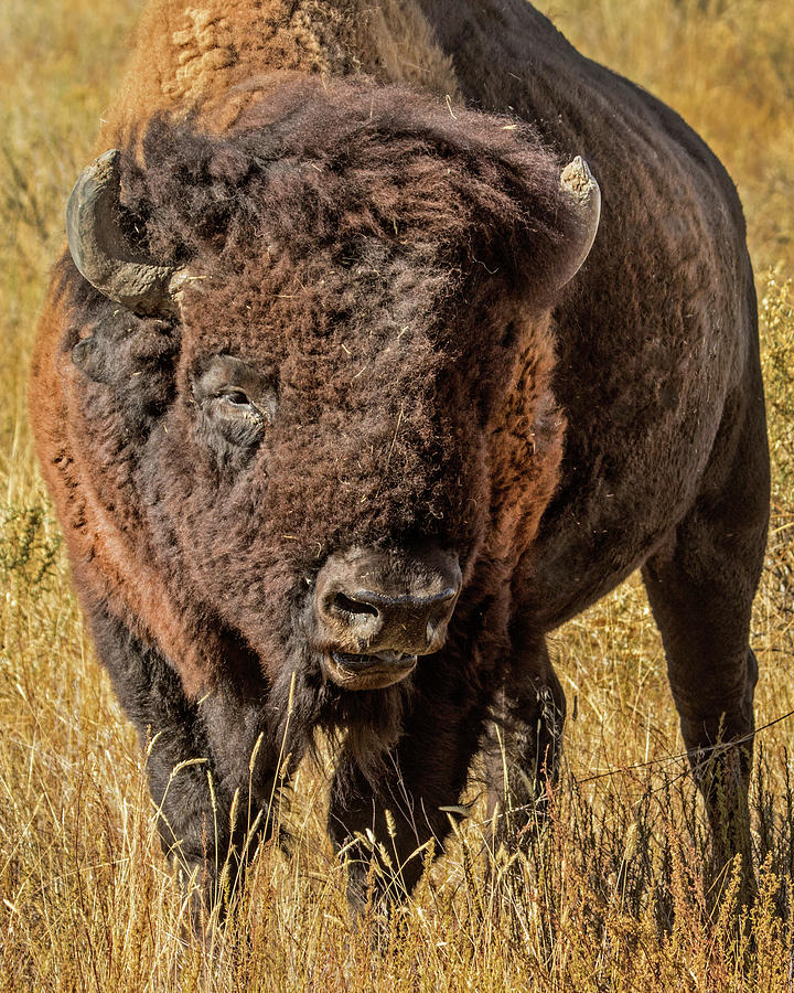 American Bison Photograph by Dawn Key