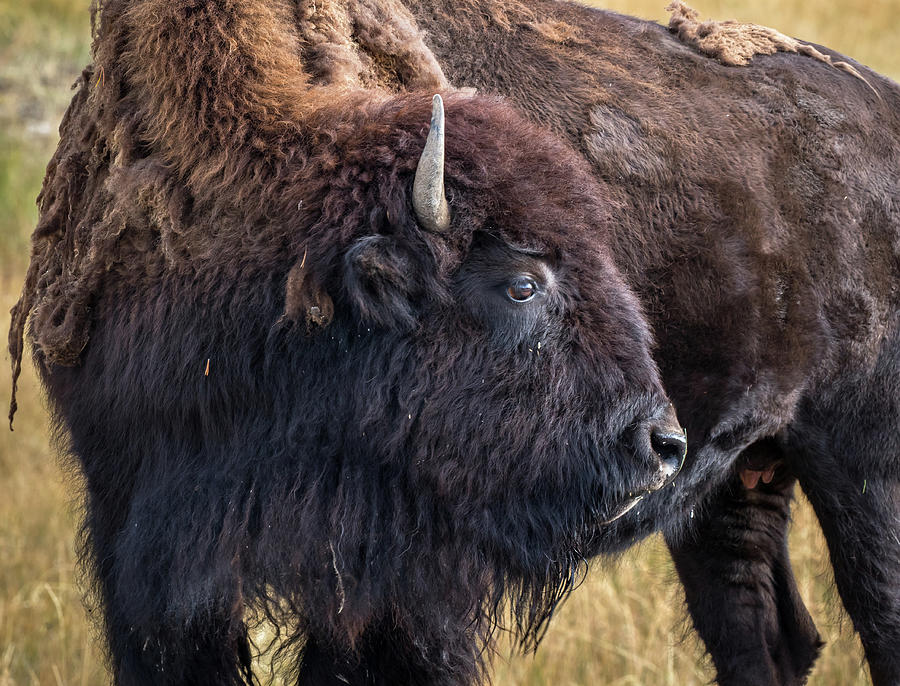 American Bison Photograph by Douglas Crockett - Fine Art America