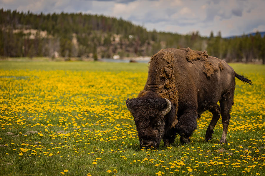 Wildlife Photograph - American Bison by Gary Migues