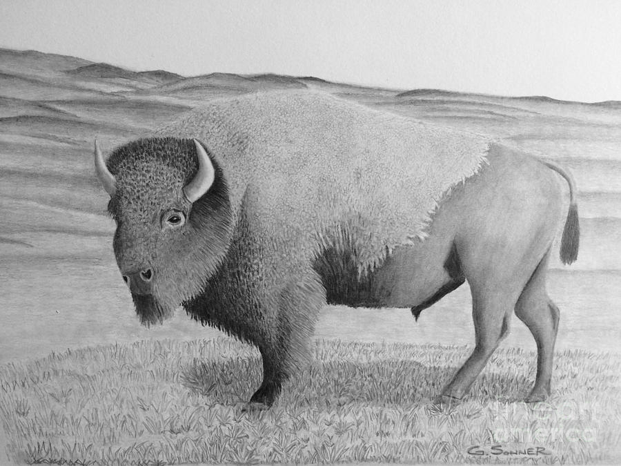Yellowstone National Park Drawing - American Bison by George Sonner