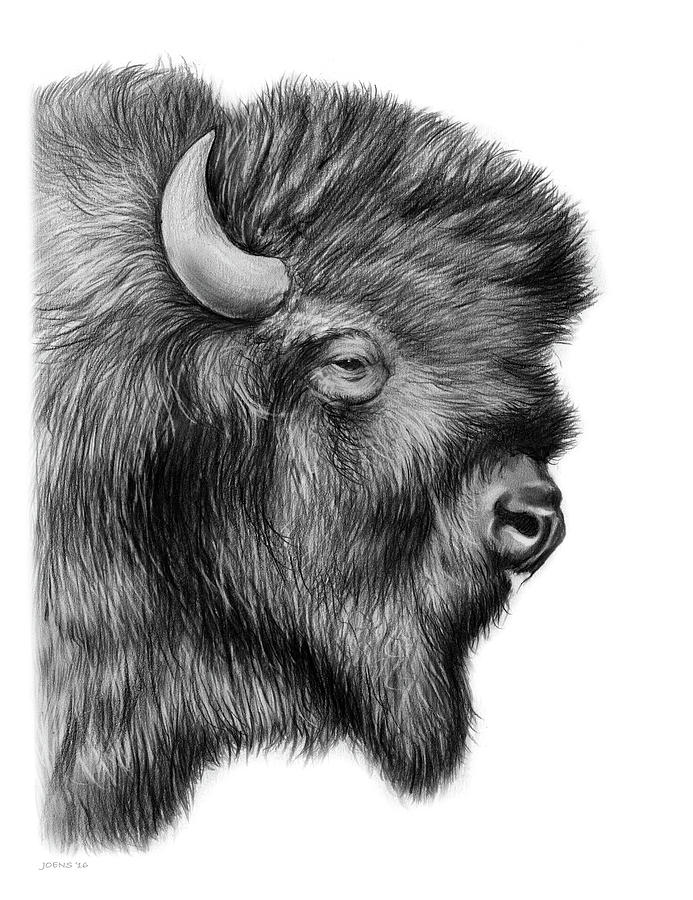 Bison Drawing - American Bison by Greg Joens