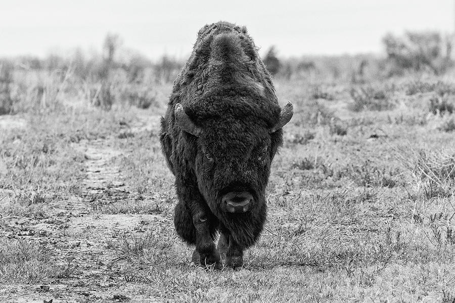 American Bison Head On in Black and White Photograph by Tony Hake