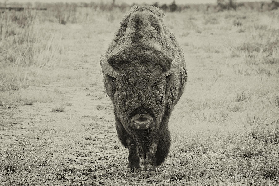 American Bison Head On in Sepia Photograph by Tony Hake