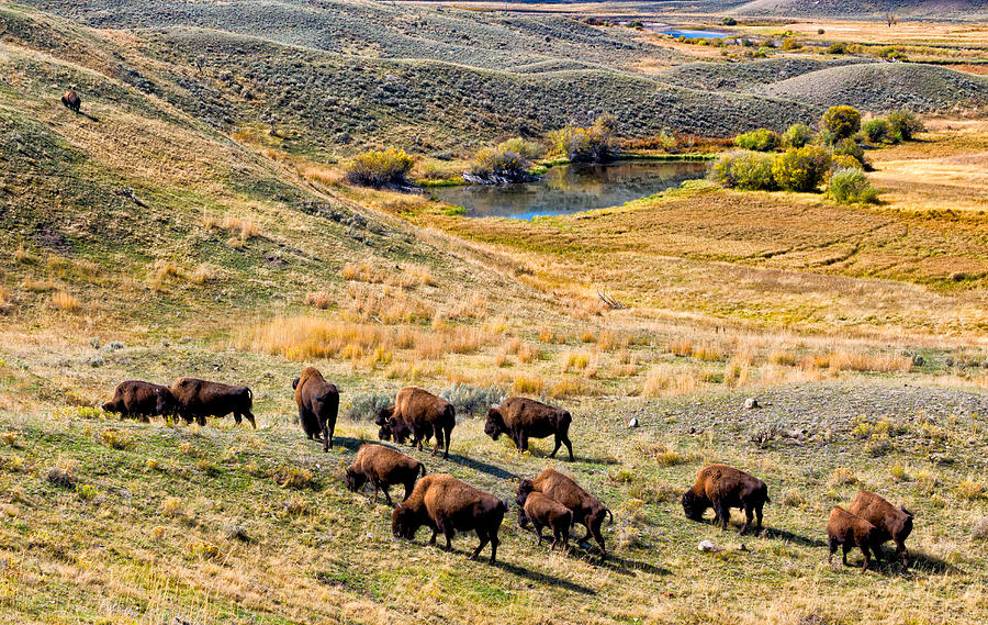 American Bison In Autumn Photograph