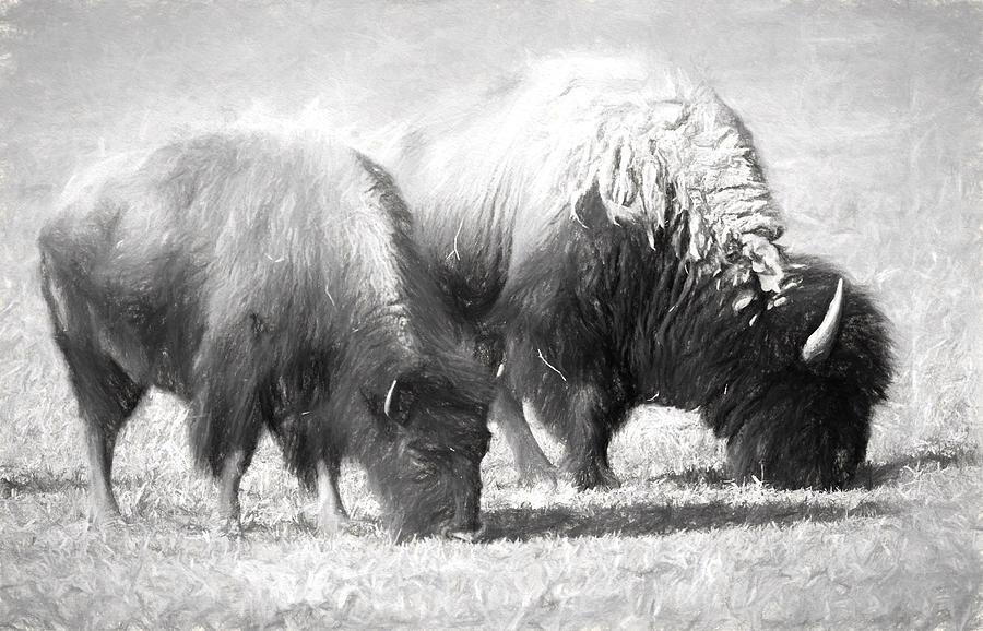 American Bison in Charcoal Photograph by Linda Phelps