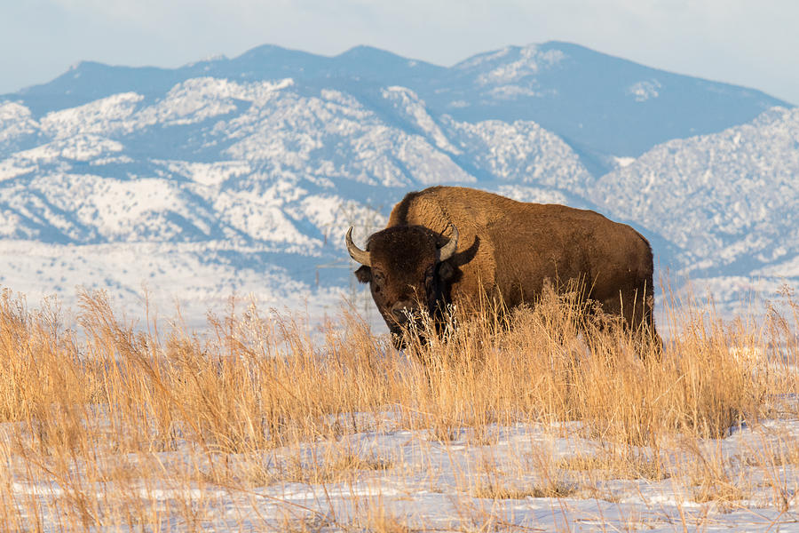 American Bison in Front of the Rocky Mountains Photograph by Tony Hake