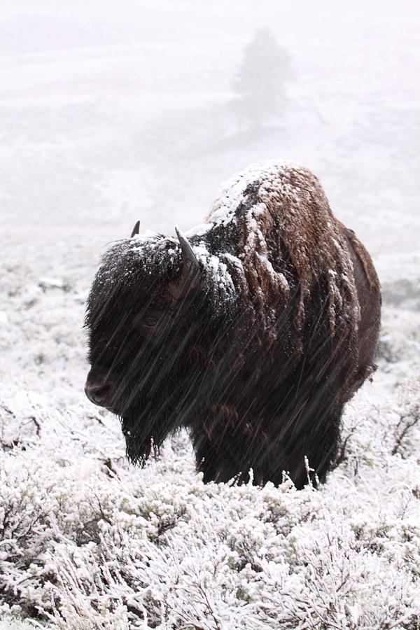 American Bison In Snowstorm Photograph by Max Allen