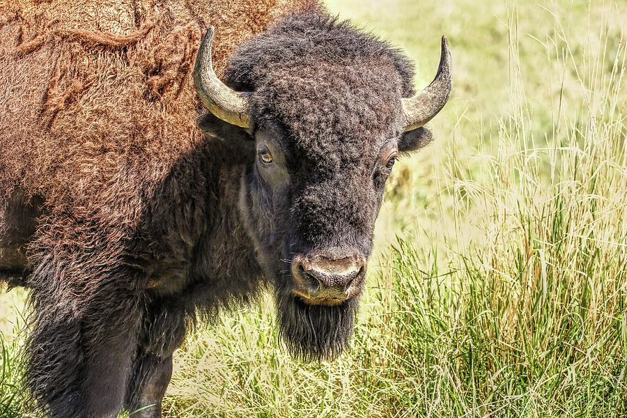 American Bison in Summer Field Photograph by Jennie Marie Schell - Fine ...