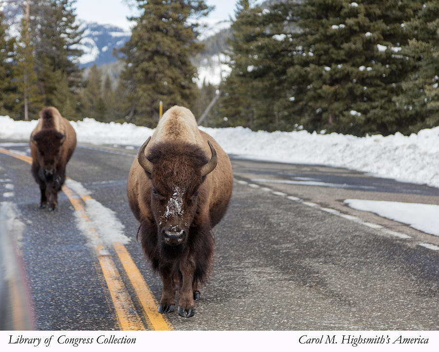 American bison in Yellowstone National Park Photograph by Carol M Highsmith