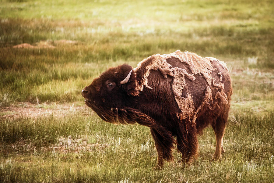 American Bison into the wind Photograph by Chris Bordeleau