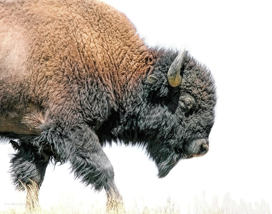 American Bison Photograph by Jennie Marie Schell