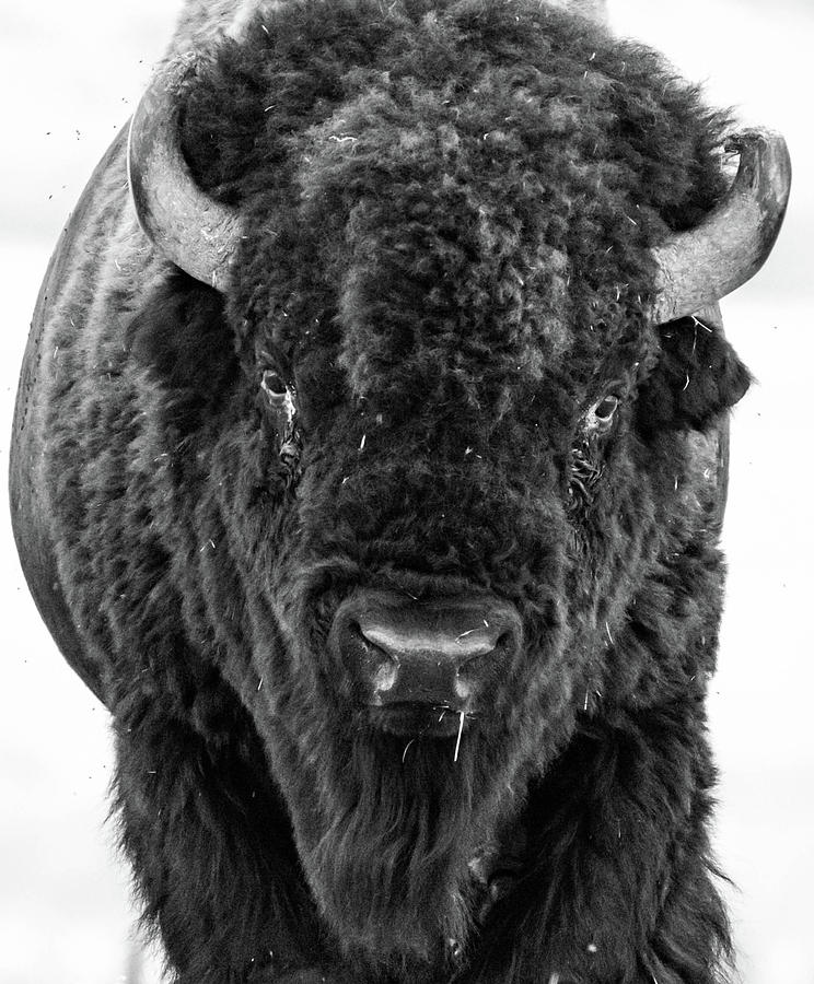 American Bison Photograph by Jody Partin