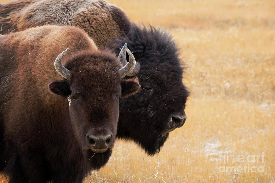 American Bison Photograph by Juli Scalzi