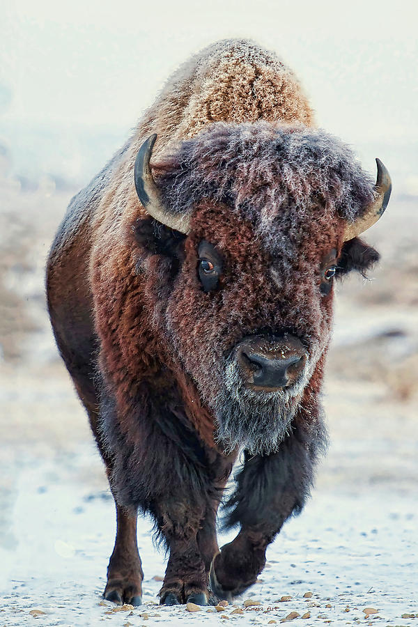 Witnessing the Beauty of Bison in the Winter Wonderland of Colorado Photograph by OLena Art by Lena Owens - Vibrant DESIGN