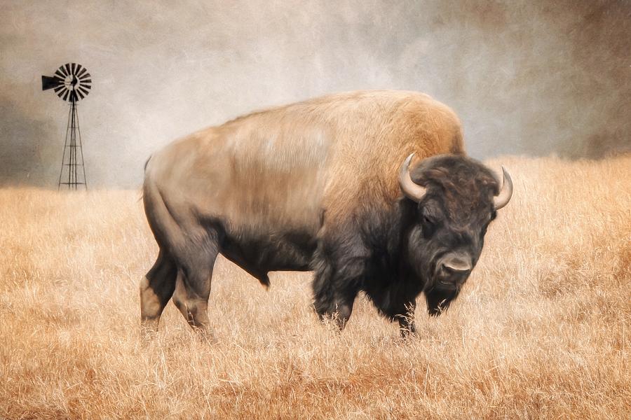American Bison Photograph by Lori Deiter