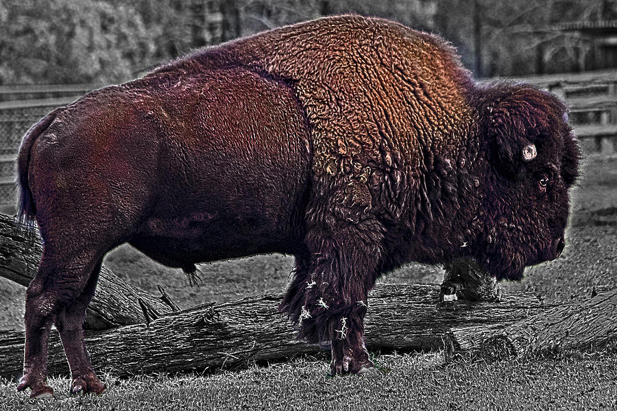 Bison Photograph - American Bison by Miroslava Jurcik