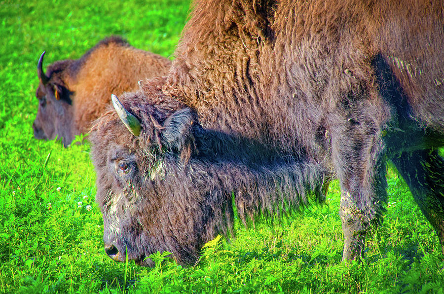 American Bison of Big Bone Lick State Park, Kentucky Photograph by Ina