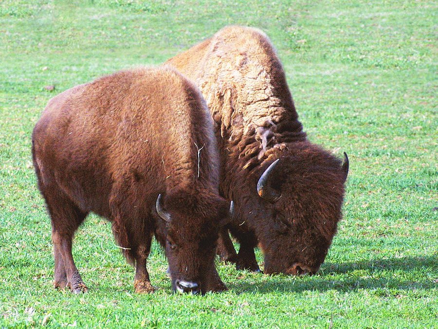 Nature Photograph - American Bison Photo by Linda Phelps