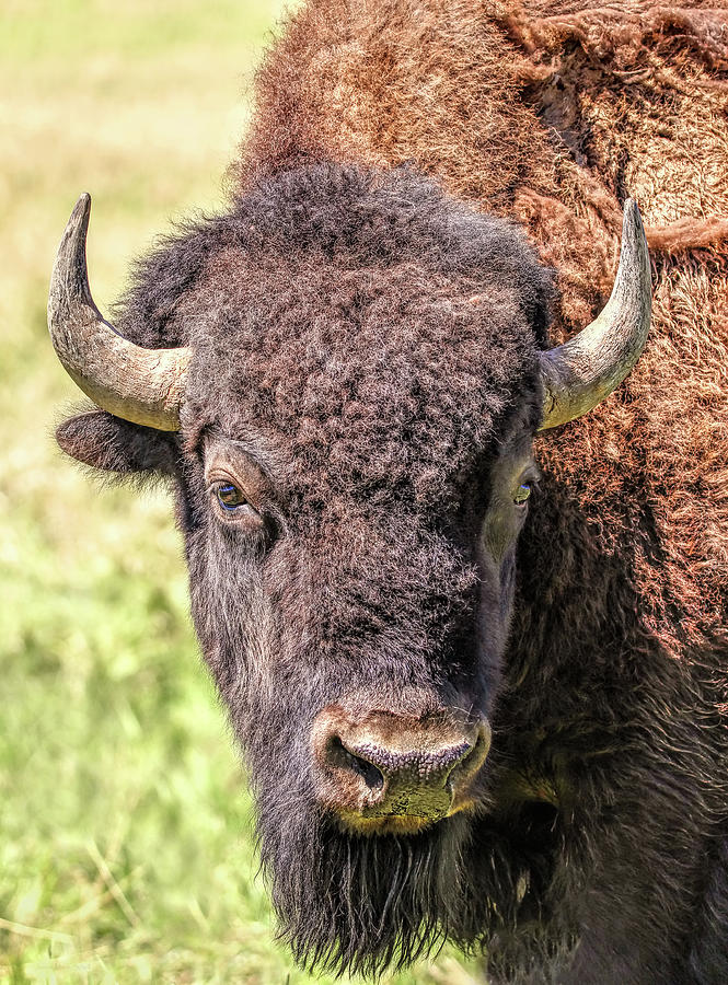 American Bison Portrait Photograph by Jennie Marie Schell