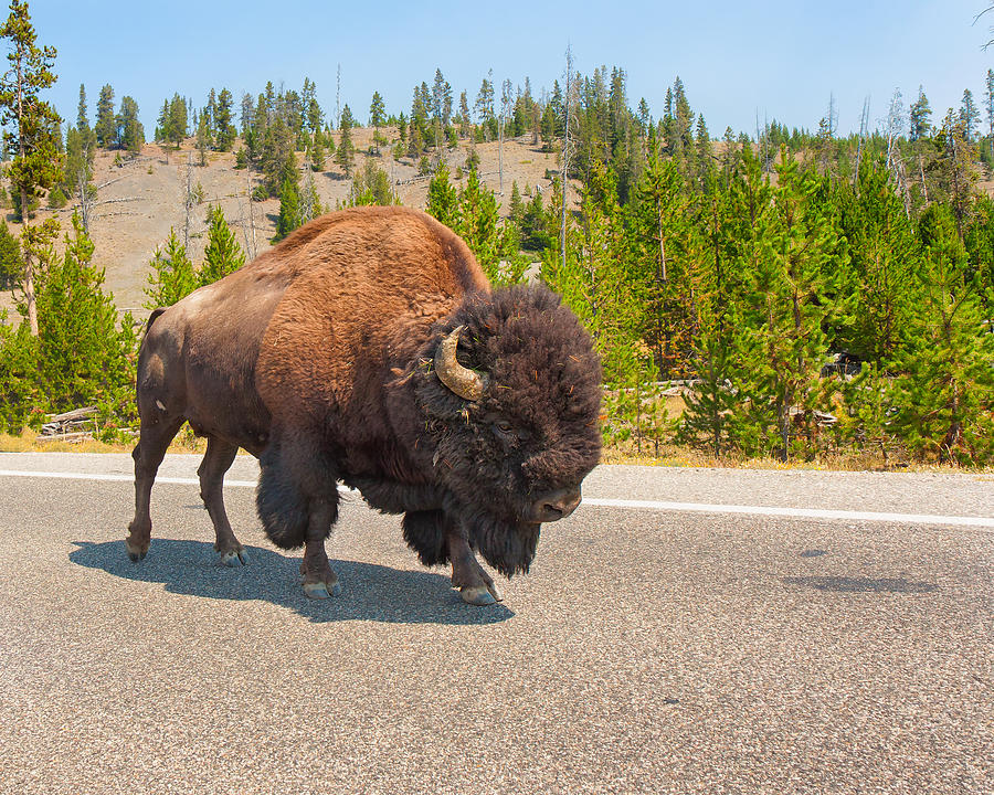 American Bison Sharing the Road in Yellowstone Photograph by John M Bailey