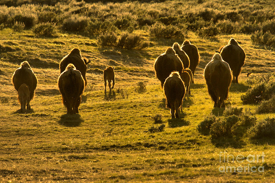 Yellowstone National Park Photograph - American Bison Sunset March by Adam Jewell