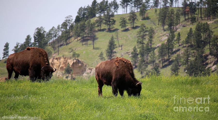 American Bison Photograph by Susan Herber