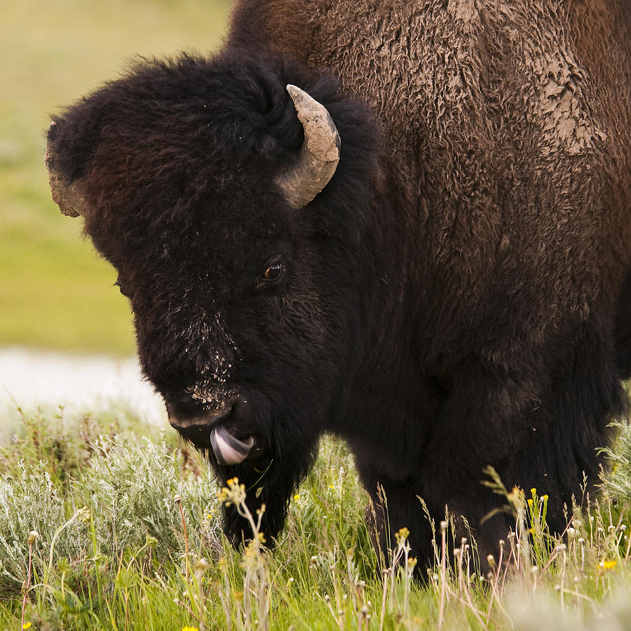 American Bison Tongue Photograph by Chad Davis - Pixels