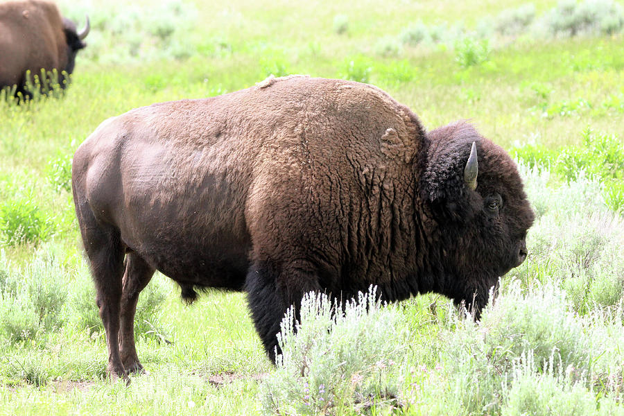 American Bison Yellowstone USA Photograph by Bob Savage