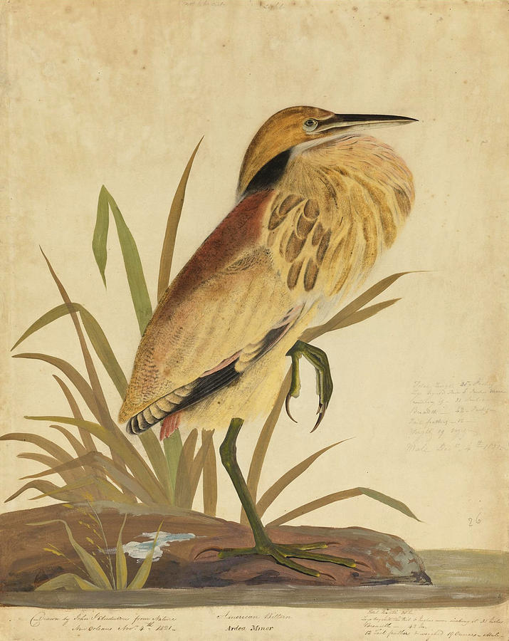 American Bittern. Ardea Minor Drawing by John James Audubon