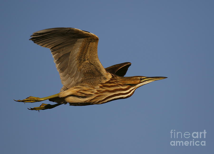 american bittern in flight