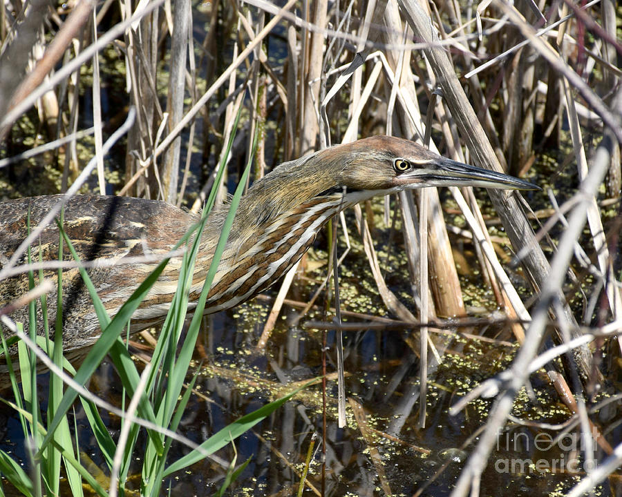 American Bittern Focused Photograph by Kathy M Krause