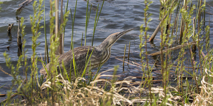 American Bittern hunting Photograph by Don Anderson