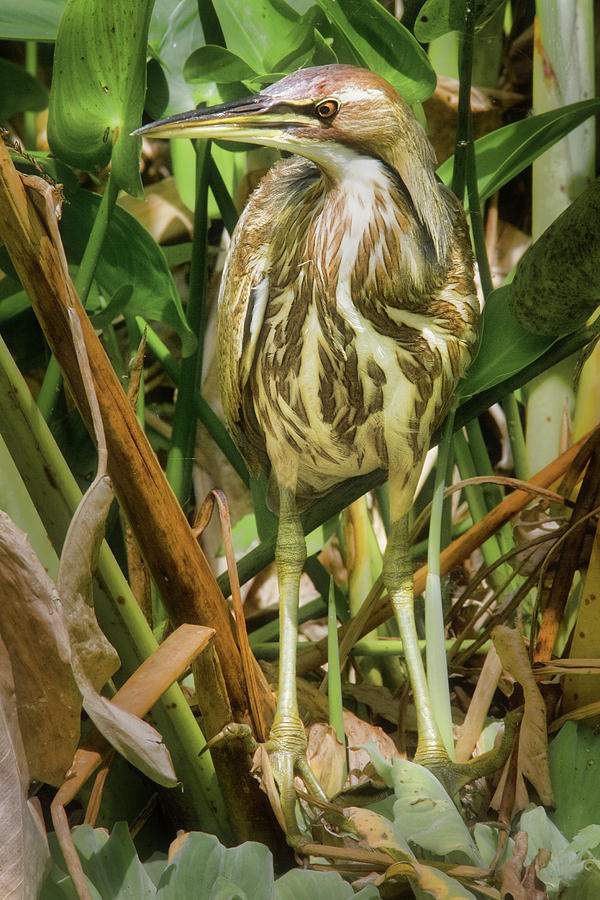 American Bittern in Grass Photograph by Jerry Fornarotto