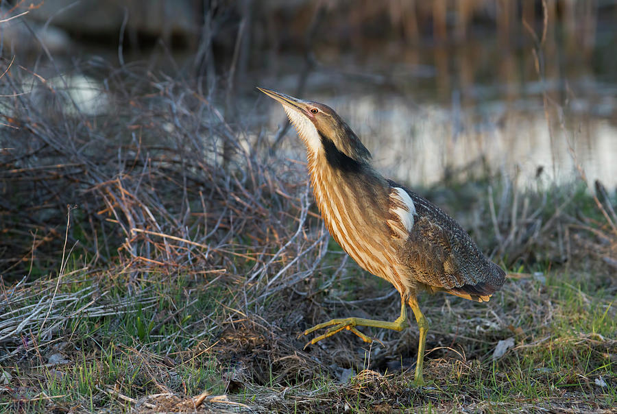 American bittern in spring Photograph by Mircea Costina Photography
