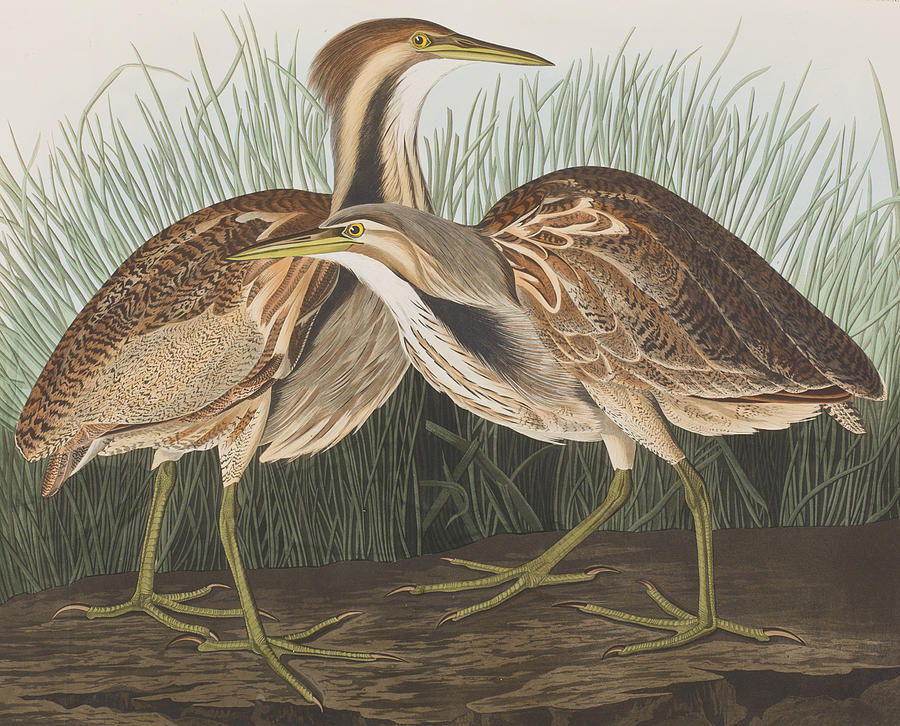 American Bittern Painting by John James Audubon - Fine Art America